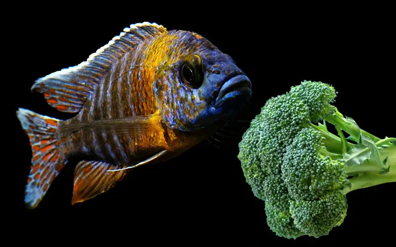 Can Fish Eat Broccoli?