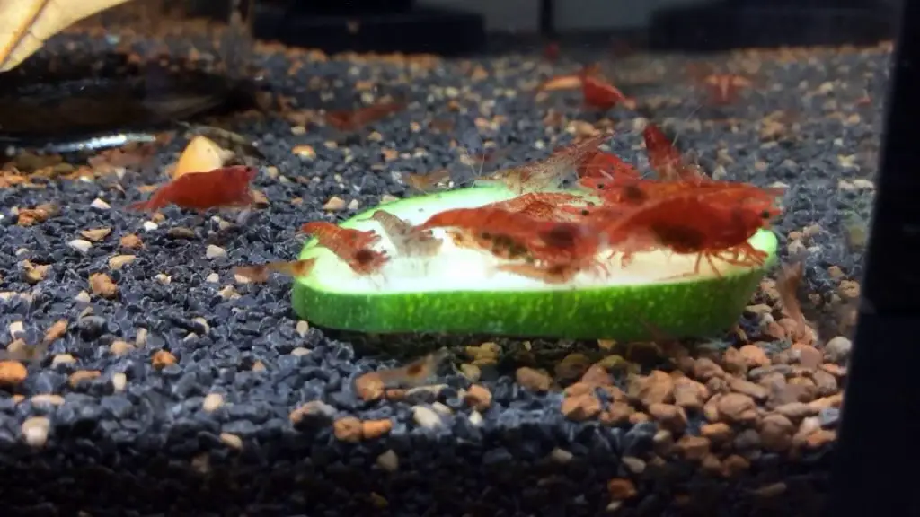 Can Shrimp Eat Cucumber?