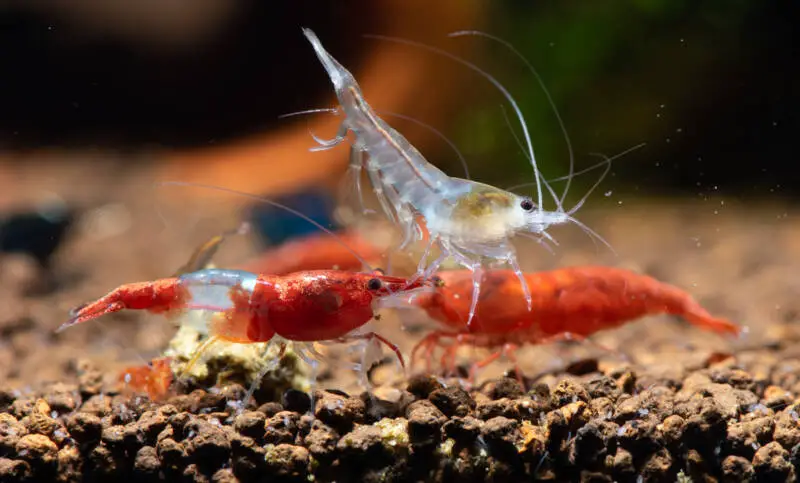 Can Shrimp Jump Out of Tank?