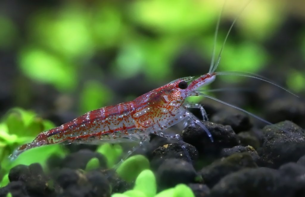 Can Shrimp Regenerate Limbs?