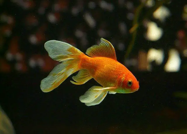 Can a Goldfish Have a Tumor?
