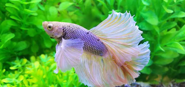 How to Make a Betta Fish Tank in a Vase?