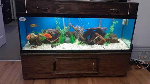 How to Move a Fish Tank Without Emptying It?