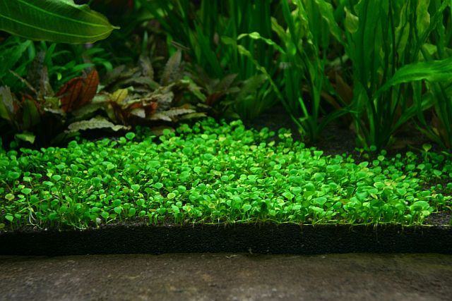 How to Plant Carpet Seeds in an Established Aquarium?