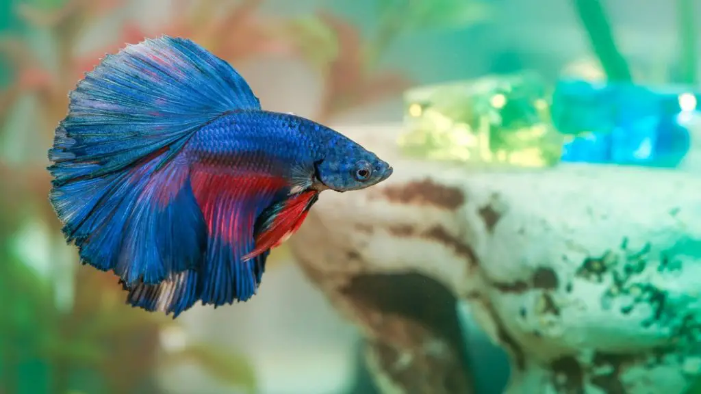 Why is My Betta Fish Going Crazy?