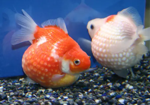 Why is My Pet Fish So Fat?
