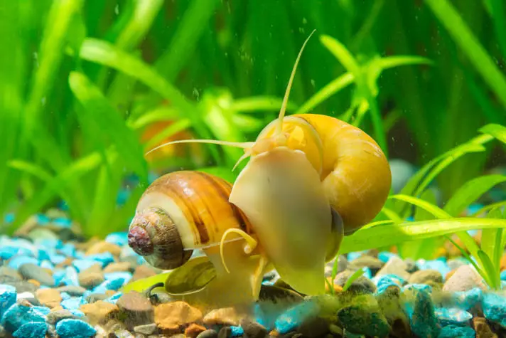 Can Aquarium Snails Flip Over?