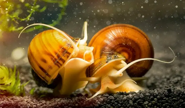 Can Aquarium Snails Live in Ponds?