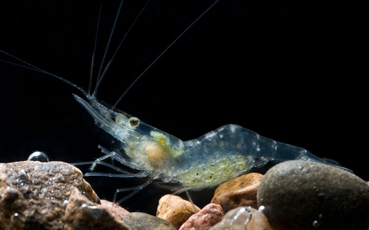 Can Shrimp See in the Dark?