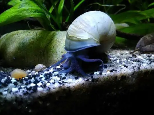 Do Aquarium Snails Have Eyes?