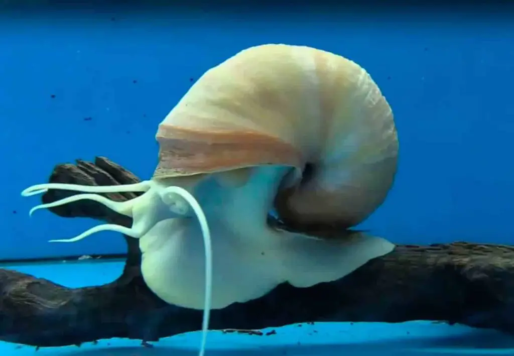 Do Aquarium Snails Have Gills?
