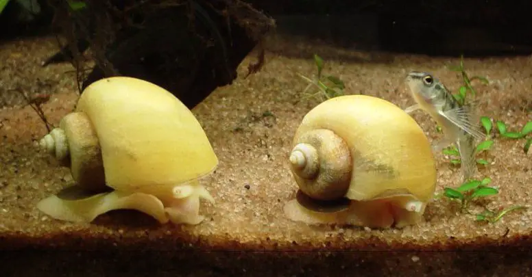 Do Aquarium Snails Have Teeth?