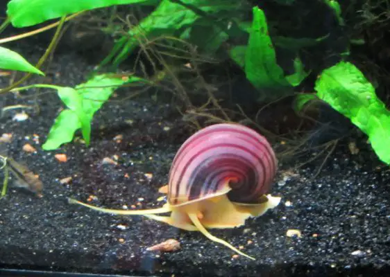 How Do Fish Tank Snails Reproduce?