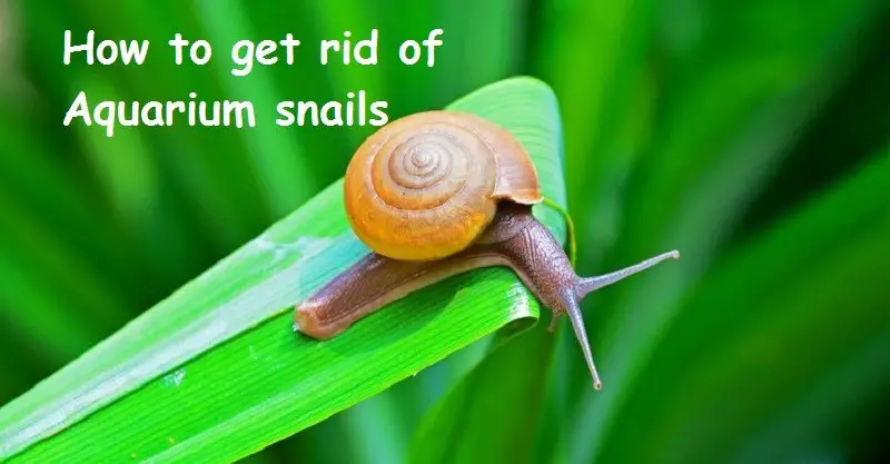 How to Get Rid of Snails in Aquarium Plants?