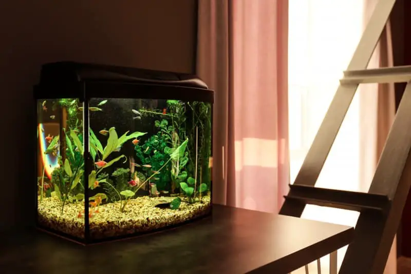 How to Protect Fish Tank From Sunlight?