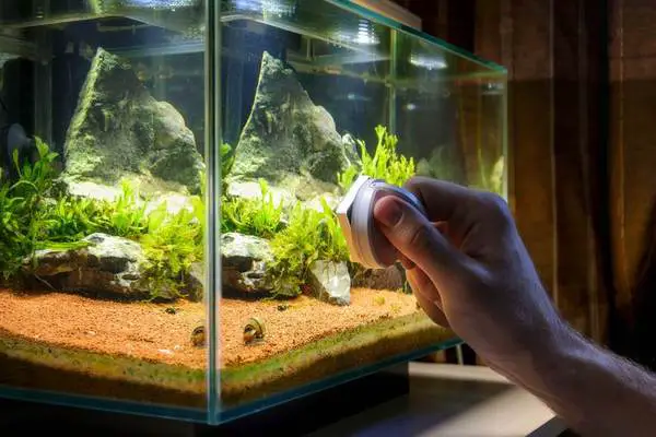How to keep a fish tank clean without a filter?