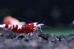 Pinto Shrimp