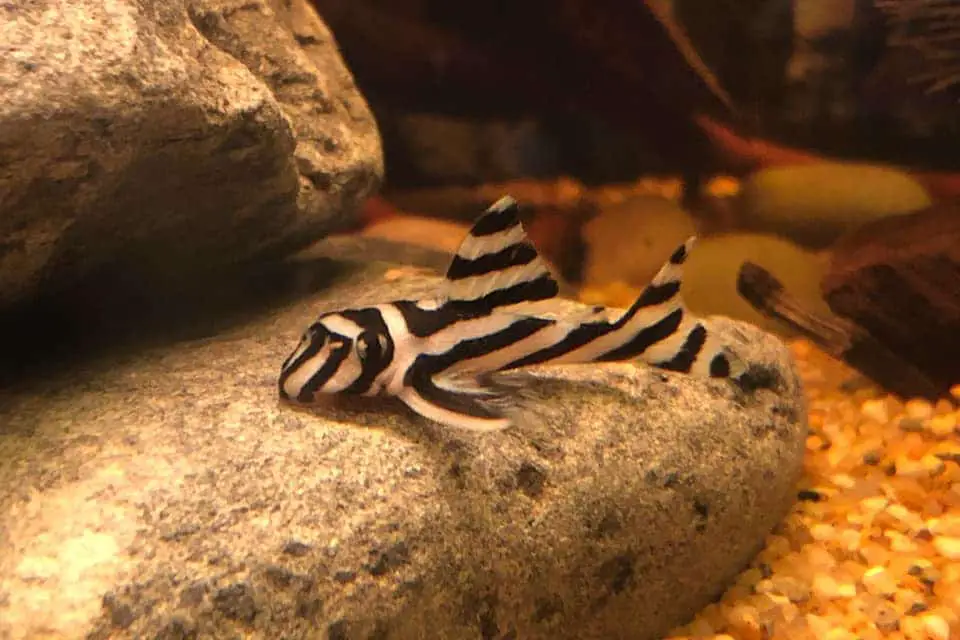 Weirdest Freshwater Aquarium Fish