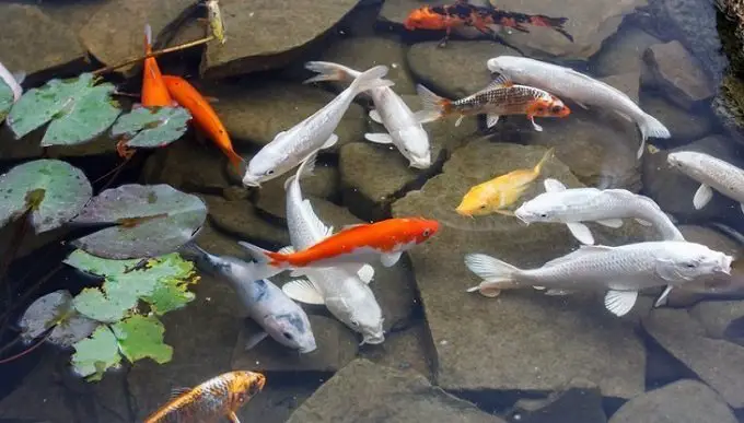 What Kind of Fish Can Live in an Outdoor Pond?