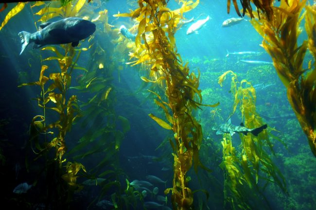 What Kind of Fish Eat Seaweed?