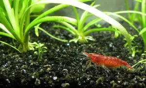 What Shrimp Can Live With Betta Fish?