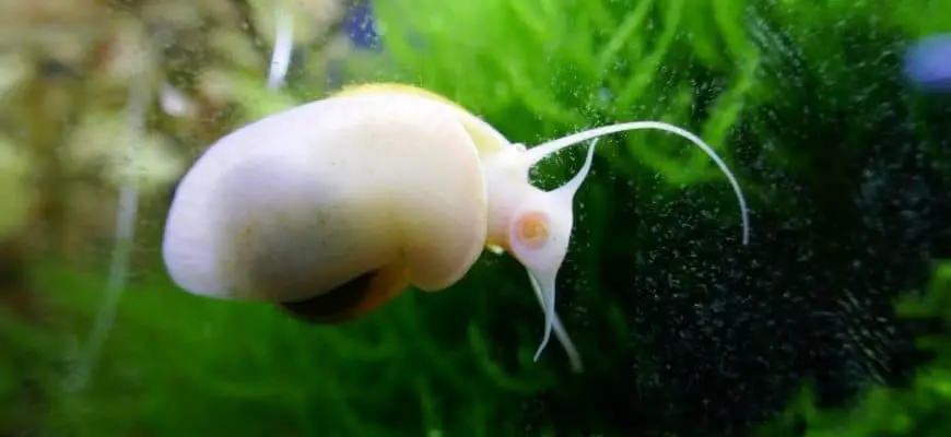 Why are my Aquarium Snails Dying?