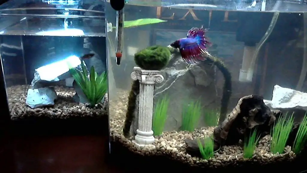 What Fish Can Live in a 1.5 Gallon Tank?