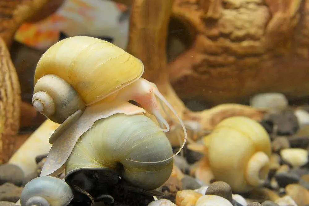 Are Mystery Snails Nocturnal? 6 Facts You Should Know