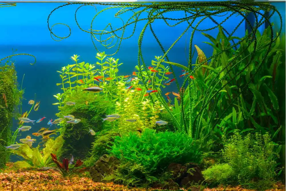 How Long Can Aquarium Plants Live in Bag?