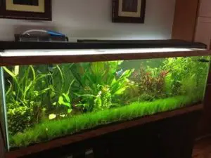 How Long to Keep Aquarium Lights on For Plants?