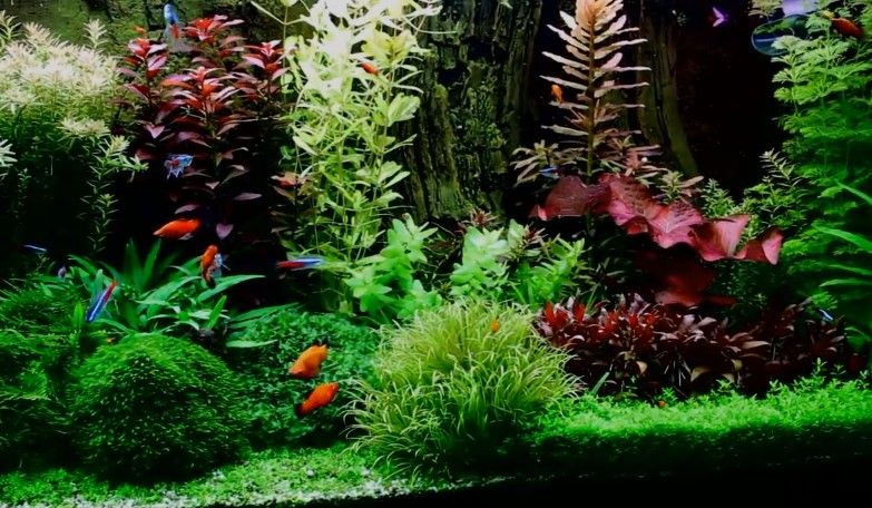 Is Tap Water Safe For Aquarium Plants?