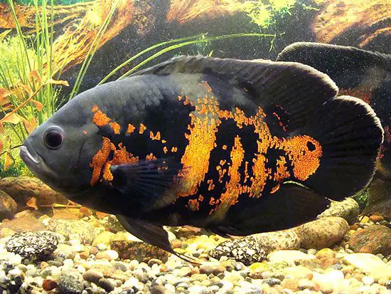 How Big Do Tiger Oscar Fish Get?