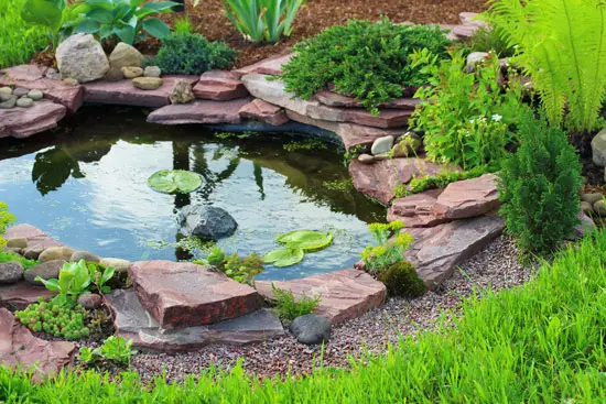 Can You Put Aquarium Plants in a Pond?