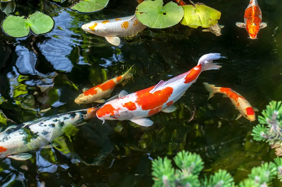 How to Keep Koi Fish Alive in Winter?
