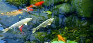 How to Keep Koi Fish Pond Water Clear?