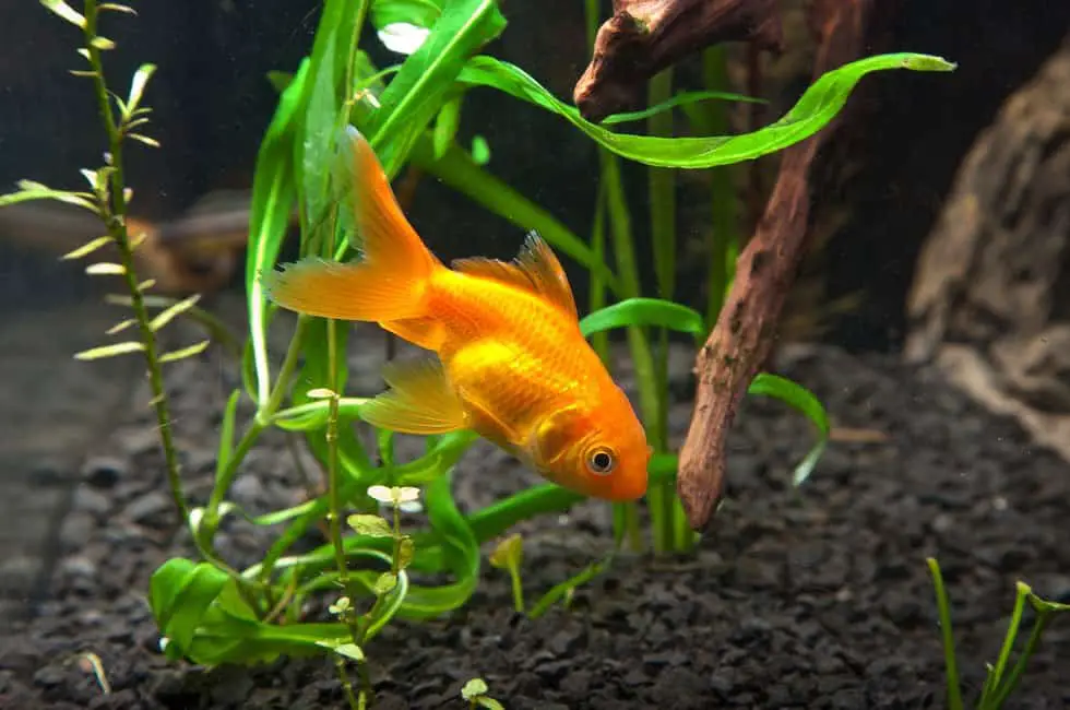 Can Fish Eat Oranges?