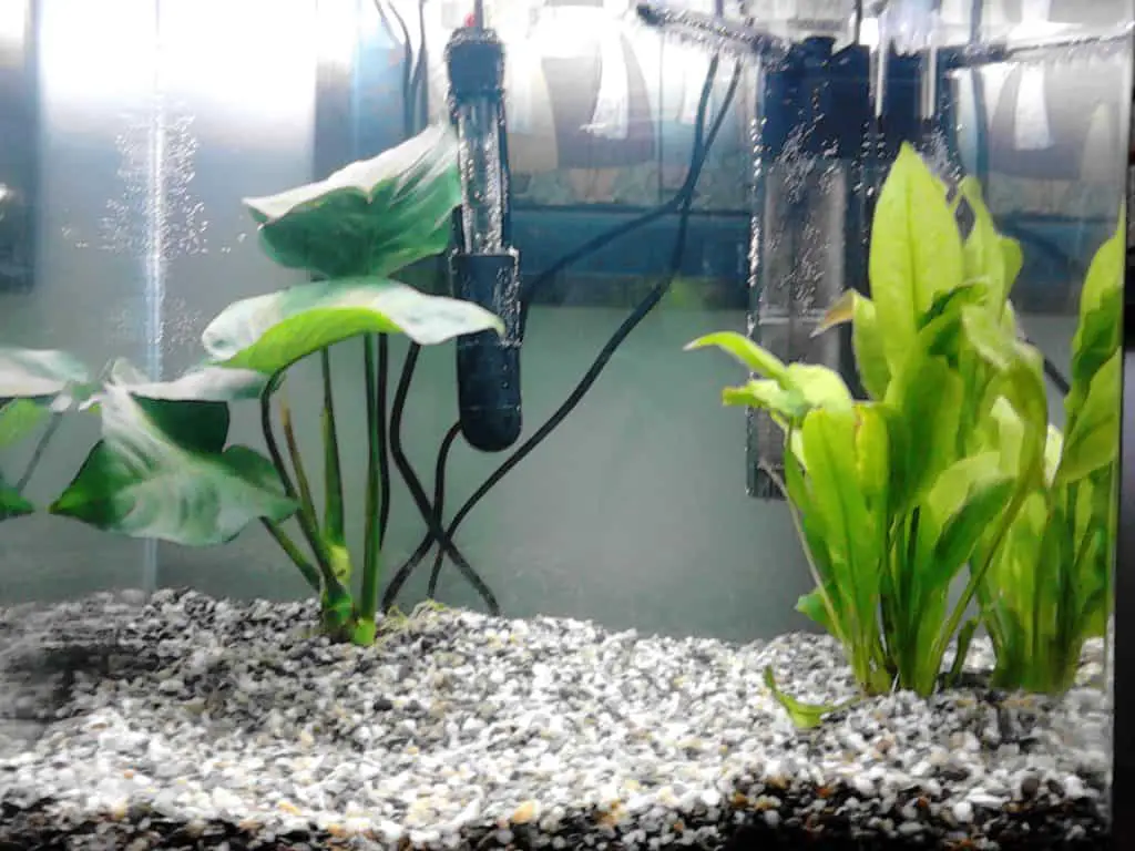 Why is My Aquarium Filter Overflowing?
