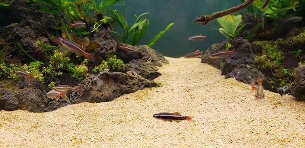 Can You Add Sand to an Aquarium with Fish in it?