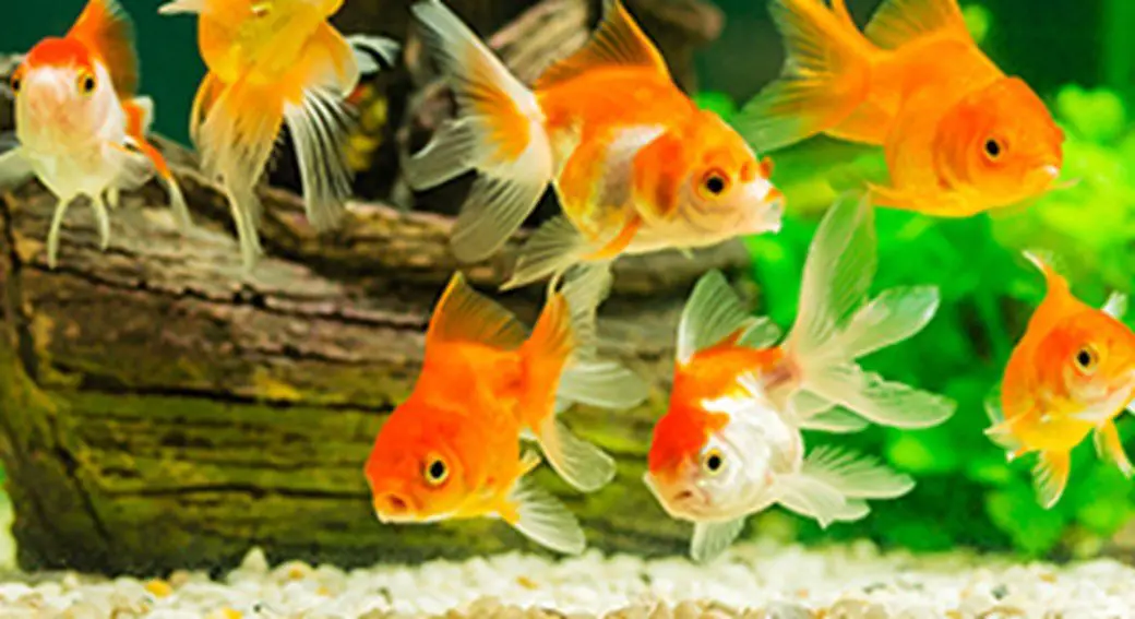 Can You Put Warm Water in Fish Tank? Things To Know