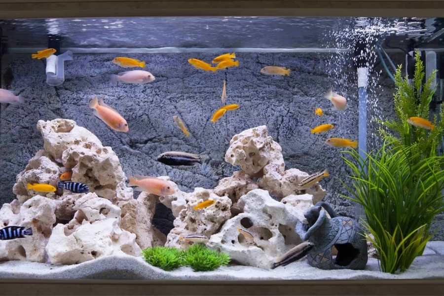 Can You Put Styrofoam in a Fish Tank?