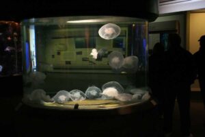 Can You Put Jellyfish in a Fish Tank?