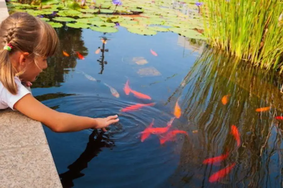 How to Keep Goldfish Alive in an Outdoor Pond?