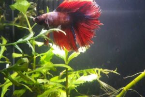 Can a Betta Fish Get Pregnant Without Male?