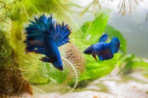 How Do Betta Fish Mate Without Killing Each Other?