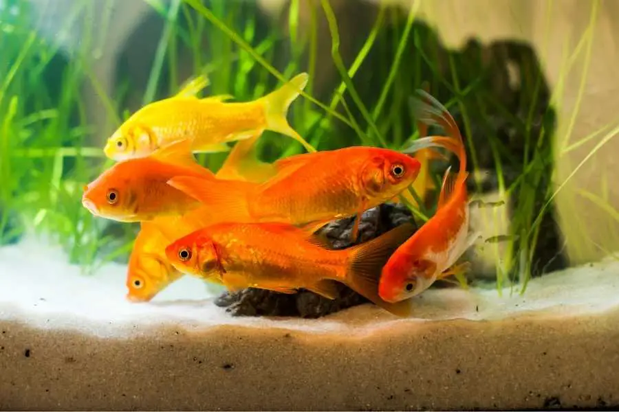 Can a Plecostomus Live With Goldfish?